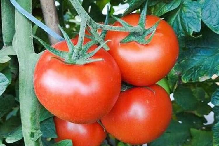 西红柿开花结果时施什么肥