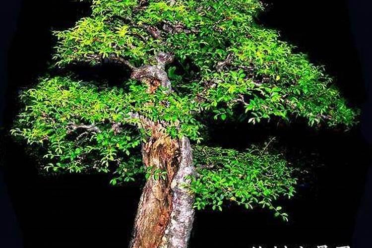 榆树盆景每年怎么施肥(榆树盆景施肥攻略,一年四季的科学施肥方法)