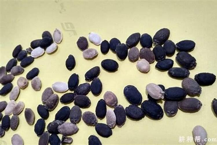 八棱瓜什么时候种好