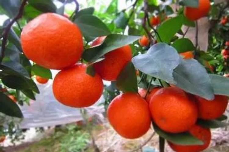 沙糖桔该几月份放钾肥 正确使用方法有哪些