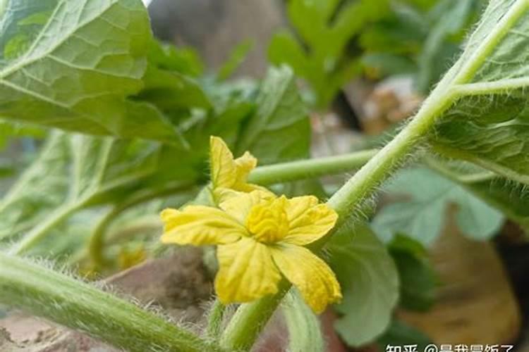 西瓜地用什么钙肥施底肥好？