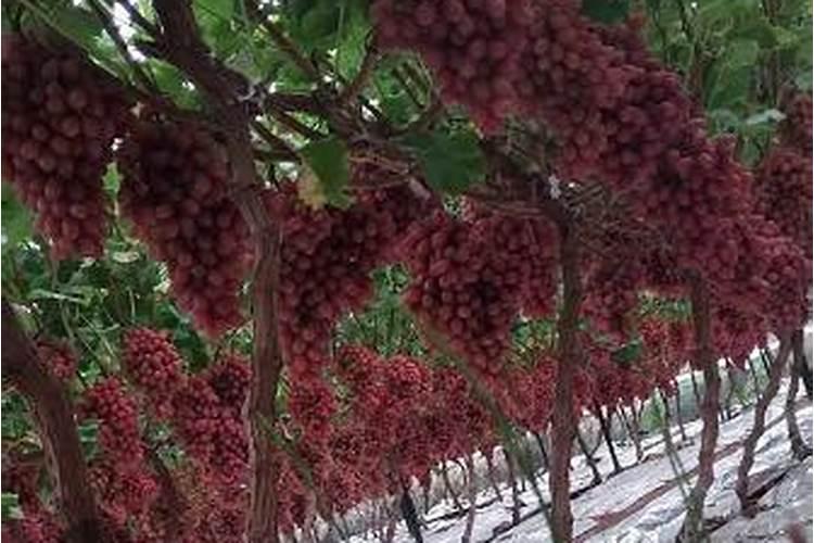 葡萄树几月份施肥最好？