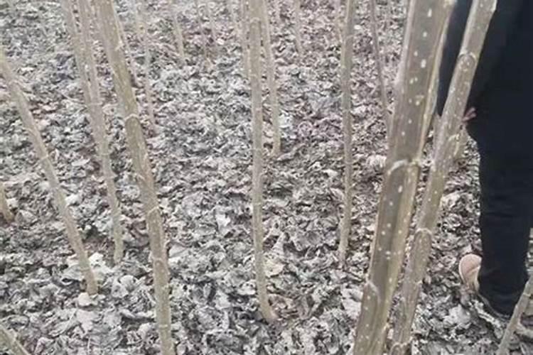 杨树苗施肥的最佳时间