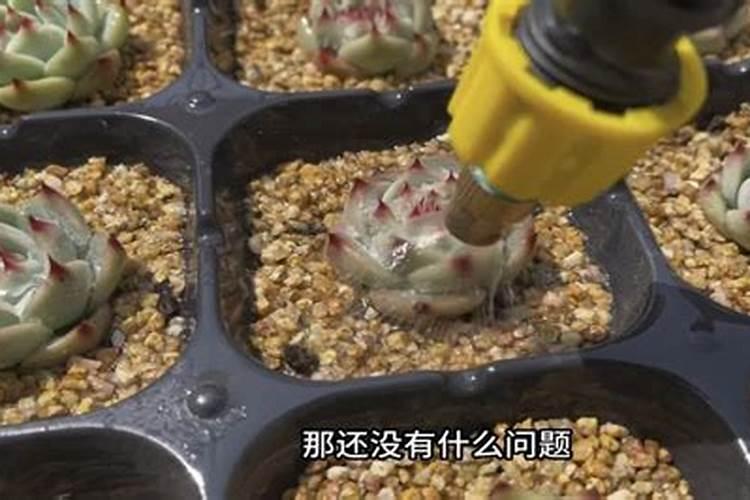 多肉怎么施肥才能更旺盛(如何给多肉施肥料又肥又胖)