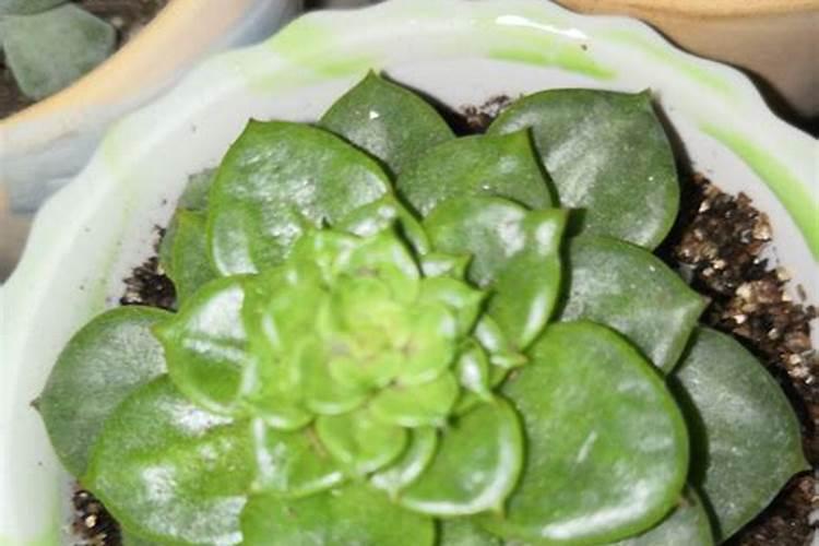 多肉小苗怎么养长得快