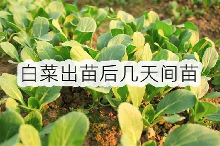 白菜可以喷施尿素吗？