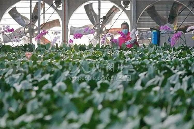 鸿运当头花怎么养鸿运当头的养殖方法和注意事项有哪些