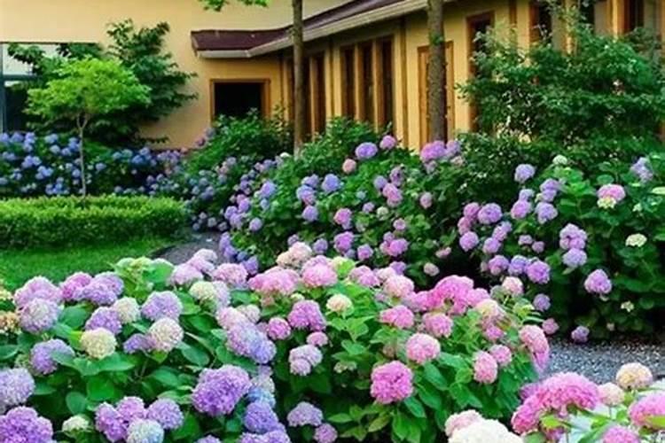 无尽夏绣球花施什么肥