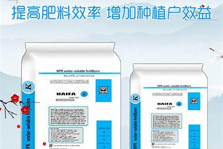 牛蒡子种子几月播种最好 多少钱一斤 哪里有卖