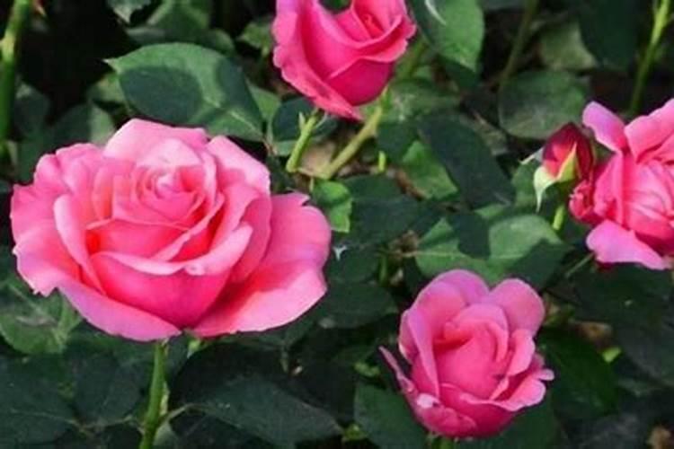 月季夏季施肥时间和方法