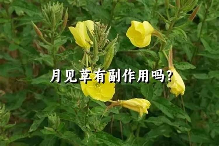月见草什么时候播种最好