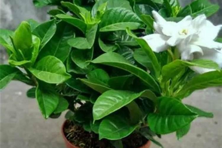 阿斯匹林主要能浇哪种花,可浇兰花和栀子花