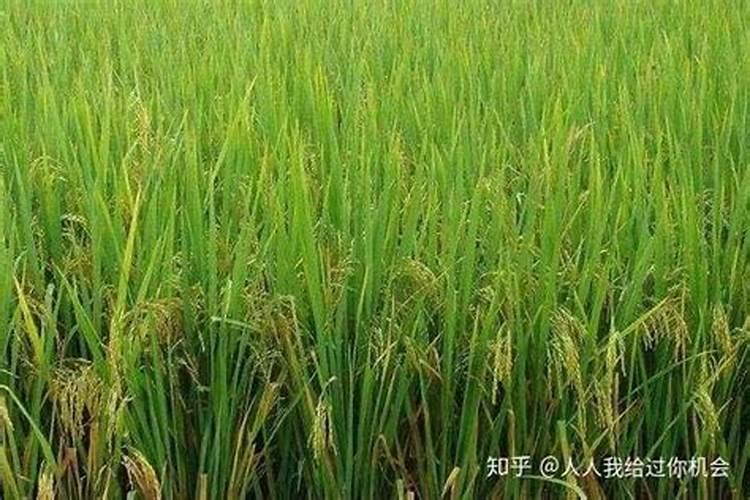 稻田土壤中的氮磷钾是怎样供应的？