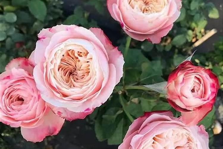 月季花玫瑰花多久浇一次水