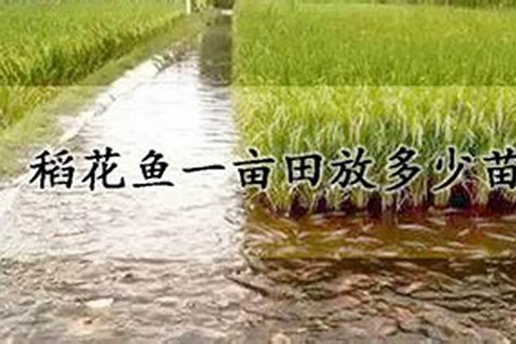 拿到家的农家稻田鱼怎么养才不死？