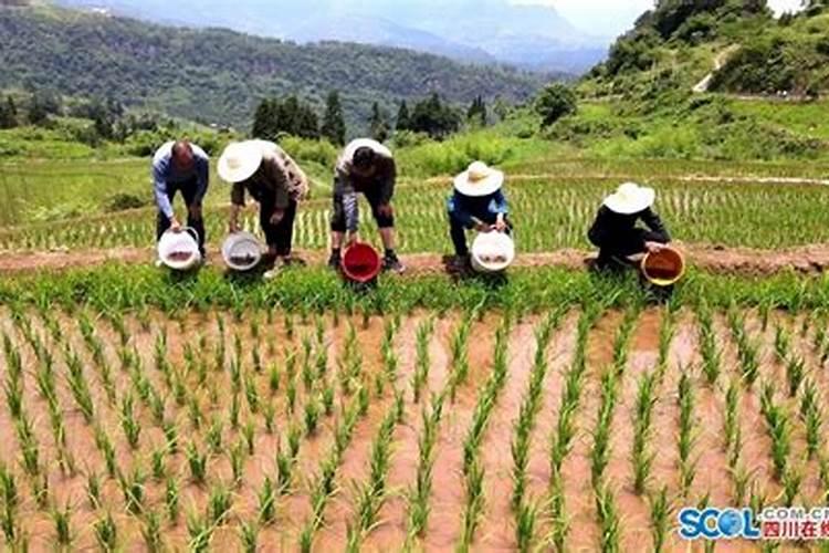 稻田养泥鳅一亩地利润是多少？附养殖方法!
