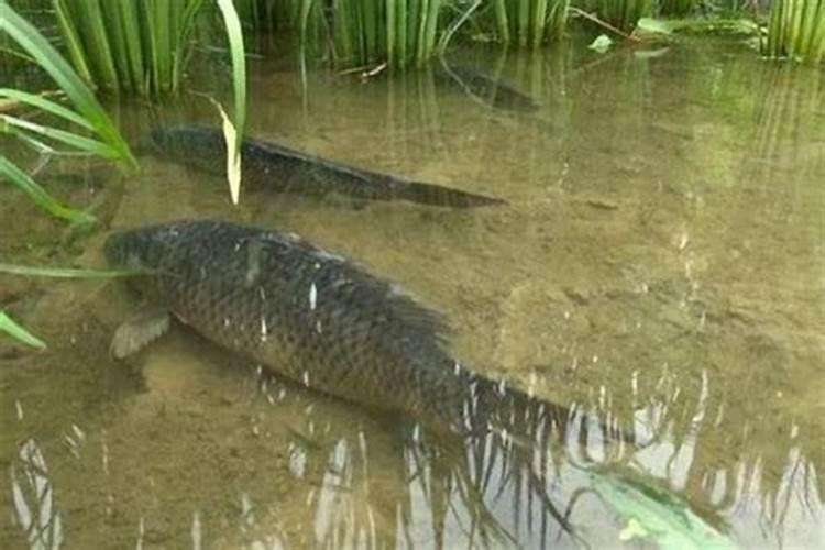 禾花鱼 繁殖快吗？