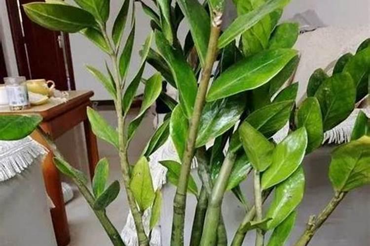 如何给金钱树施肥让叶子又肥又好看!