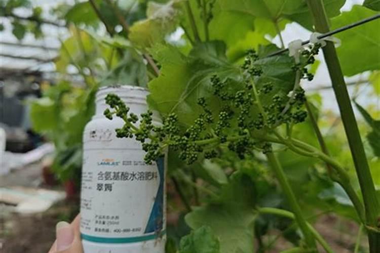 新买的龙须树怎么种植
