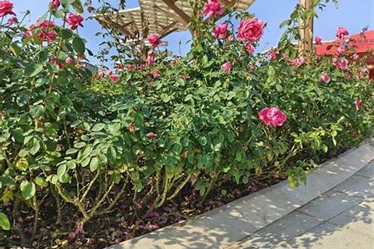 月季花花瓣掉是怎么回事？