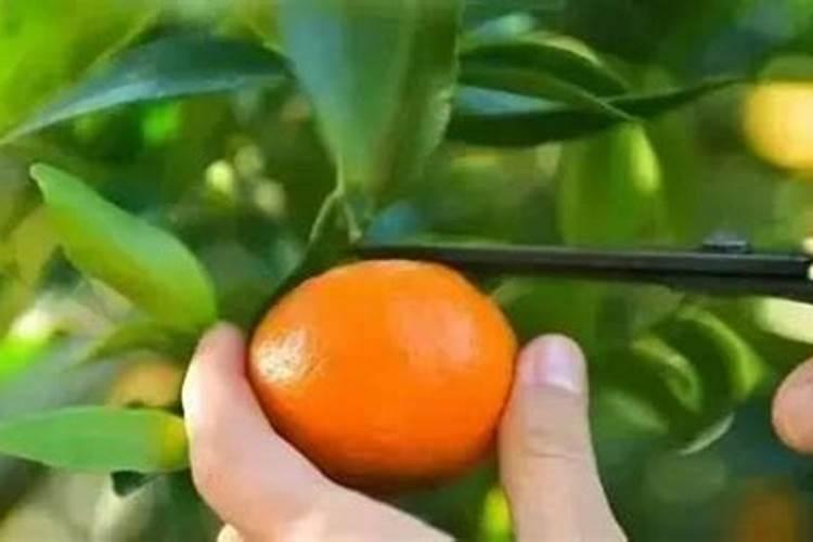 沙糖桔保花保果用什么药