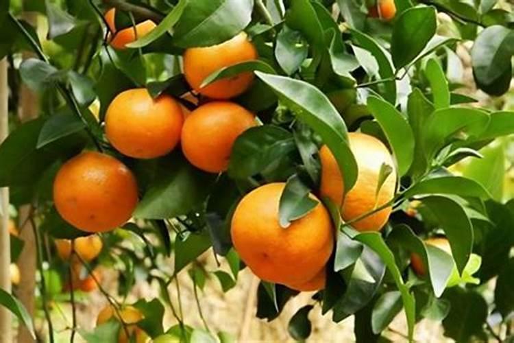 沙糖桔保花保果用什么药
