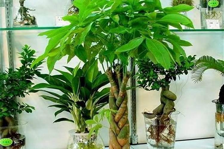 甘肃盆景树有哪些