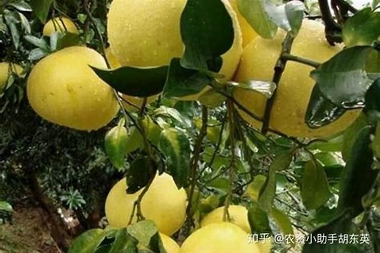 黄腐酸钾水溶肥有什么作用？主要功效是什么？