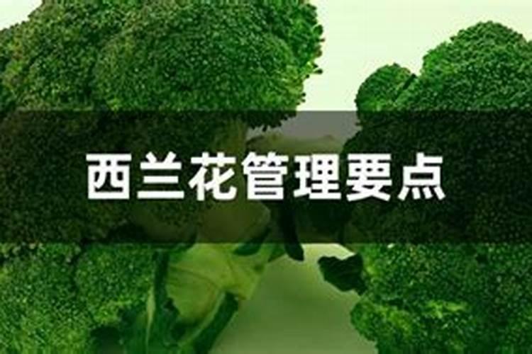 西兰花初花期管理中,怎样施肥效果好？