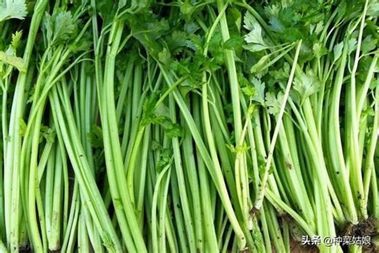 大棚芹菜中后期用什么肥料