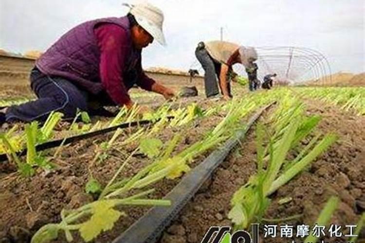 芹菜用什么肥料长的快