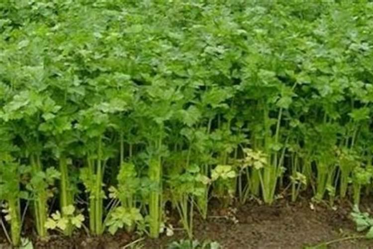 芹菜的用肥方法 芹菜的正确施肥方法