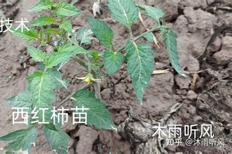 早春冷棚西红柿种植时间