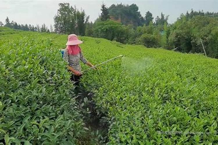 茶园如何施用叶面肥？