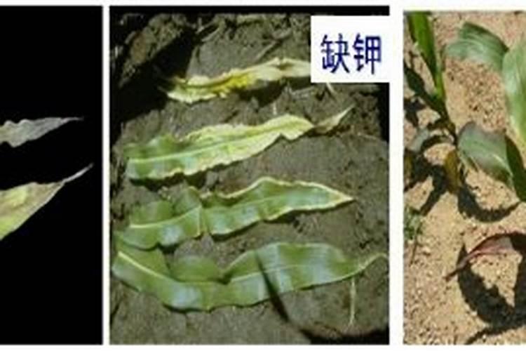 黄瓜造缺氮的发生原因和防治方法是什么？