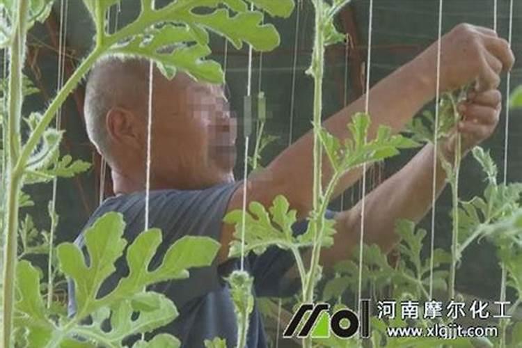 西瓜追肥用什么肥料 西瓜的营养价值高吗