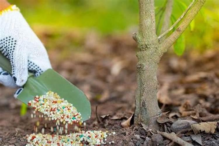 柑橘采收前如何浇水施肥