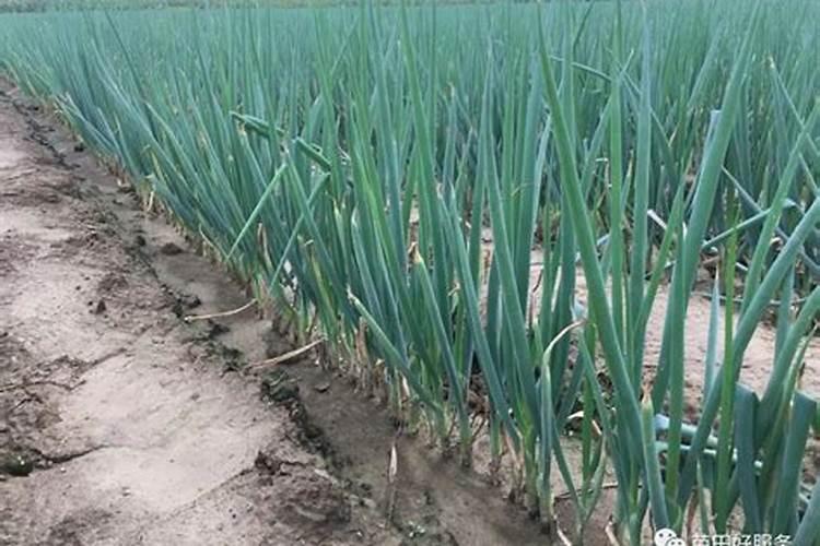 种植西瓜用什么底肥