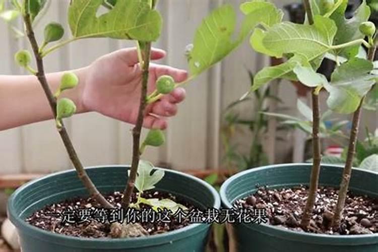 无花果用什么肥料 该如何管理
