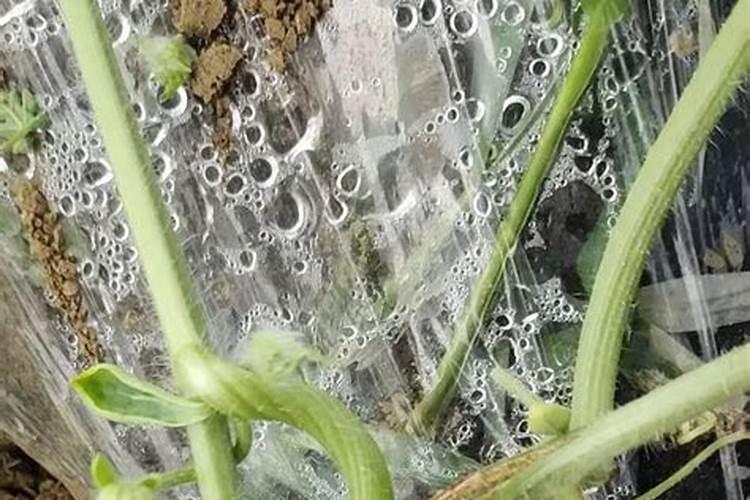 西瓜蔓枯病怎么办最好 西瓜蔓枯病如何解决最好