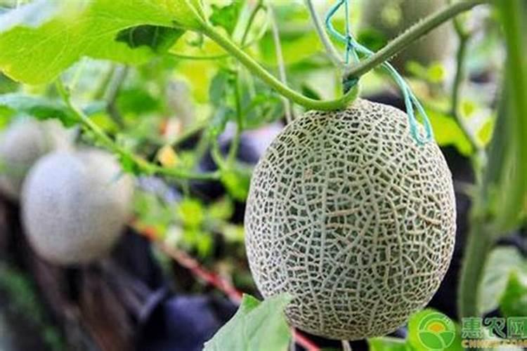 哈密瓜膨果期怎样施肥