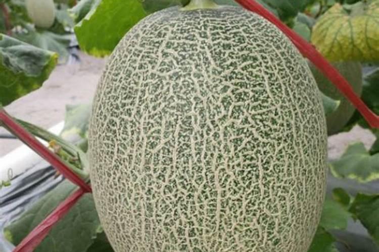 哈密瓜膨果期用什么肥料