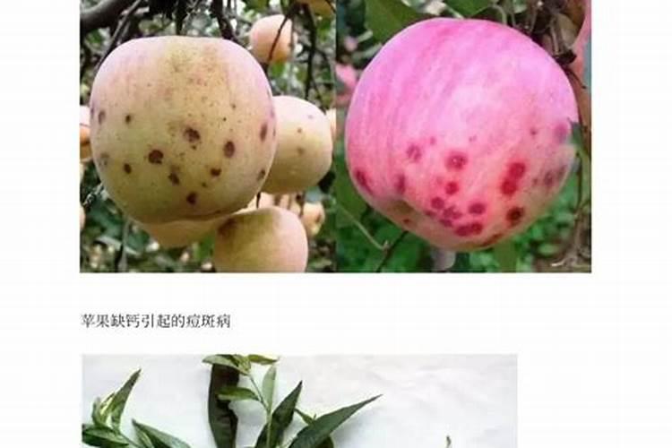 先正达绿妃治什么病