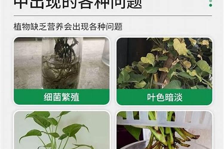 绿贝氨基酸水溶肥的效果怎么样呢？