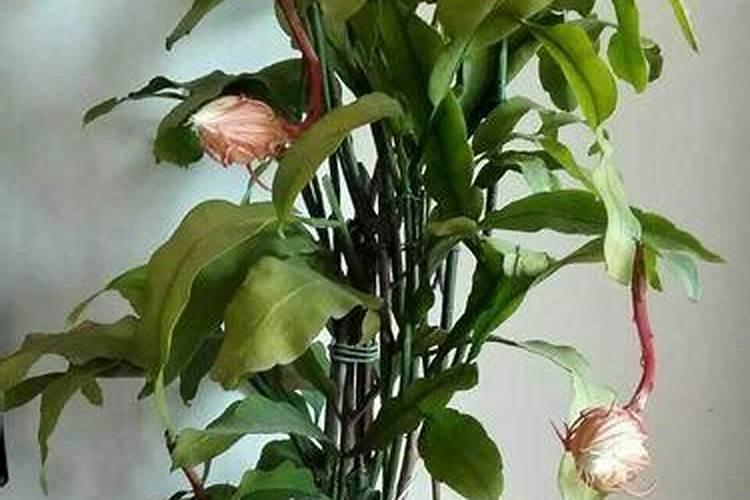 怎样使昙花一年多次开花