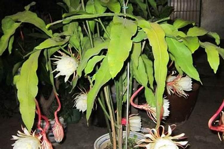 昙花施什么肥最好