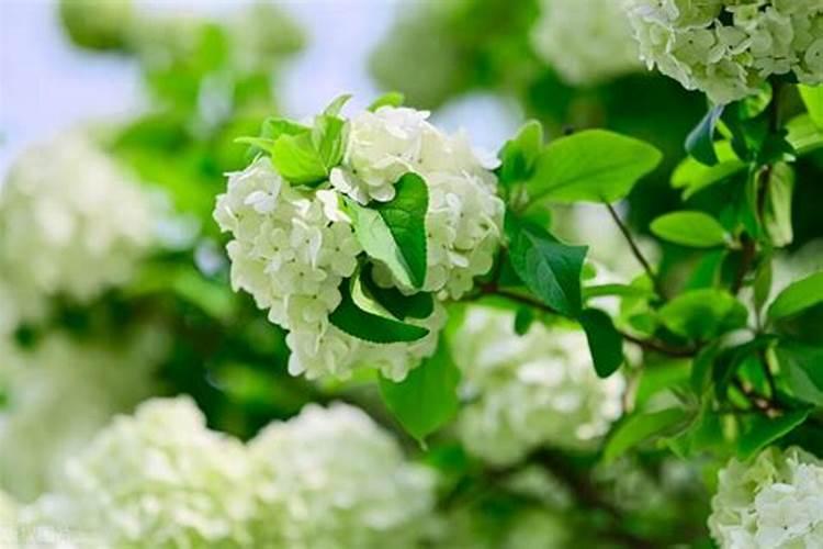 茉莉花可以用磷酸二氢钾吗 茉莉花可以用磷酸二氢钾施肥吗