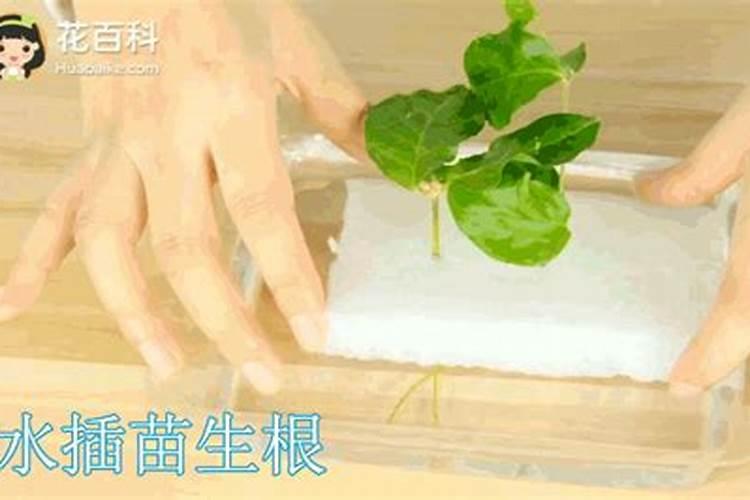 如何让菊花的花枝粗壮