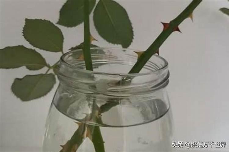 墨兰开花后如何养护,花期怎么养护
