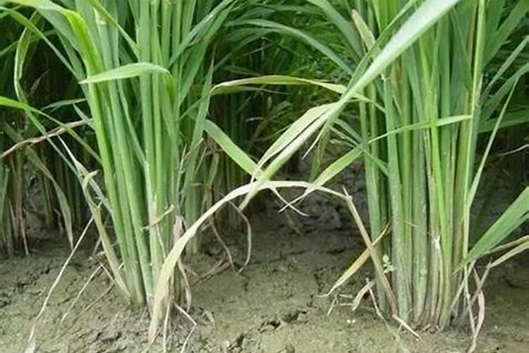 水稻钾肥什么时候施